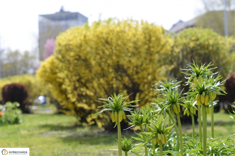 Vasárnapi virágos belváros