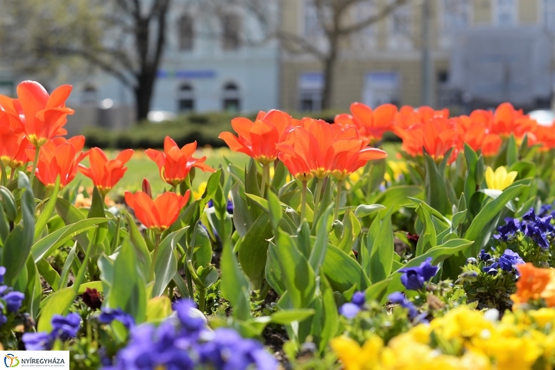 Vasárnapi virágos belváros