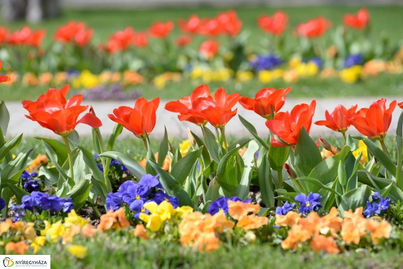 Vasárnapi virágos belváros