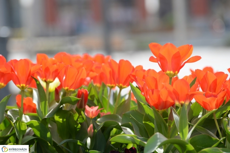 Vasárnapi virágos belváros