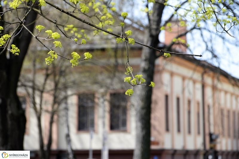 Nyíregyháza virágos belvárosa