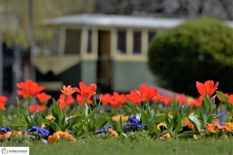 Nyíregyháza virágos belvárosa