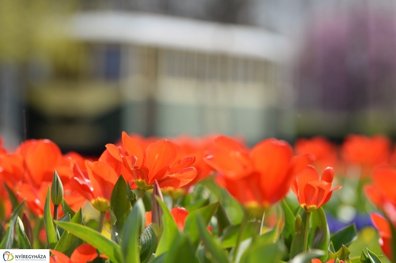 Nyíregyháza virágos belvárosa