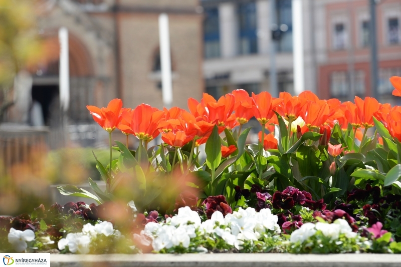Nyíregyháza virágos belvárosa