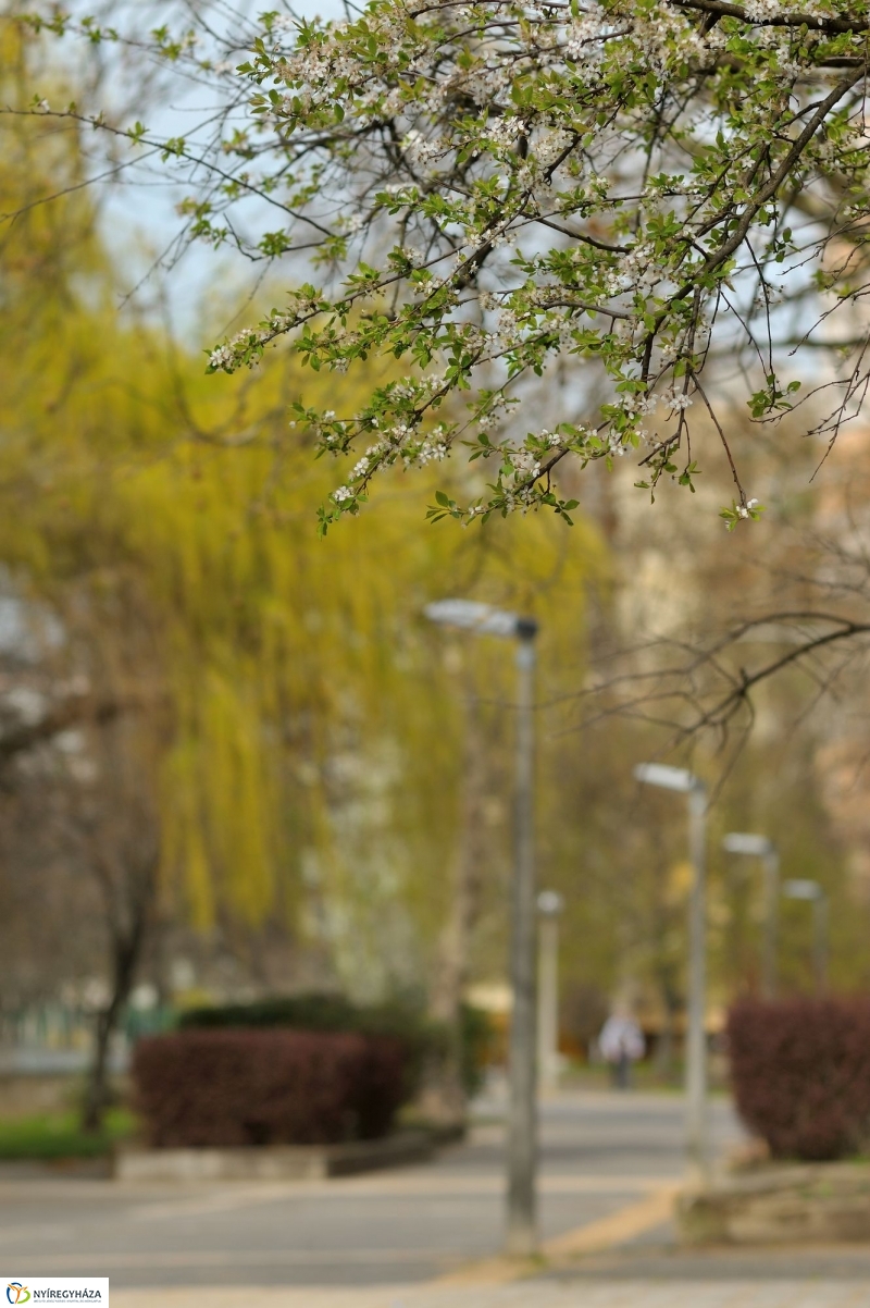 Tavasz a Jósavárosban és a Korányi-kertvárosban