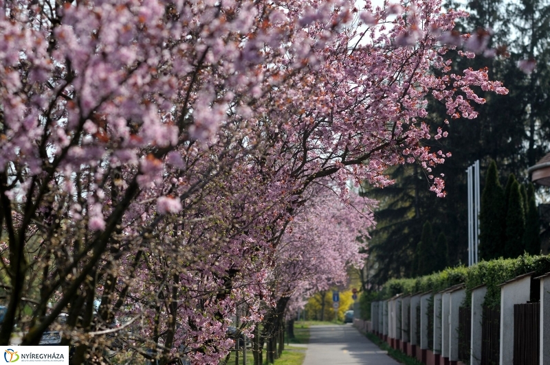 Tavasz a Jósavárosban és a Korányi-kertvárosban
