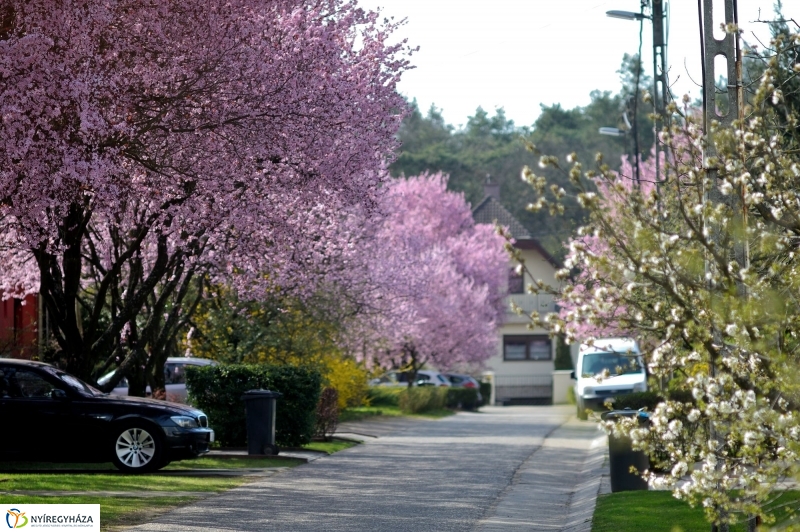 Tavasz a Jósavárosban és a Korányi-kertvárosban