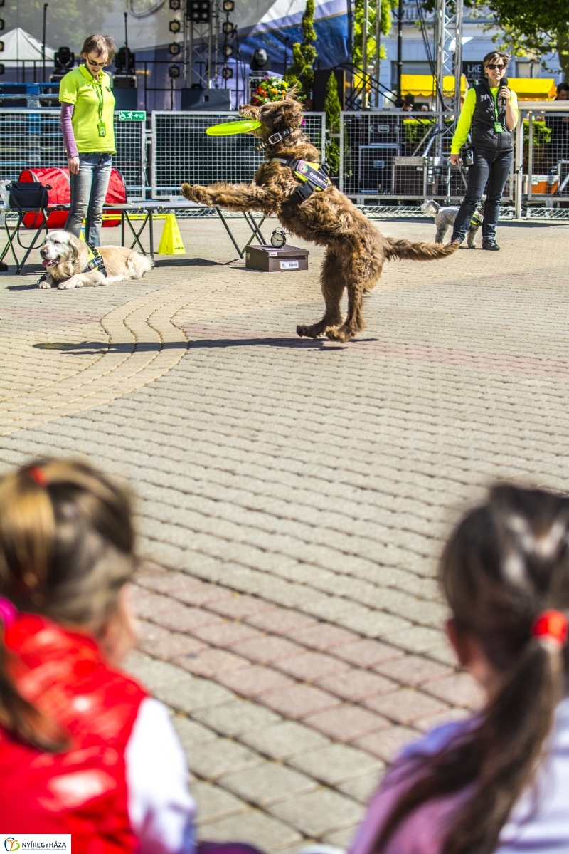 NEO Magyar Segítőkutya Egyesület bemutatója
