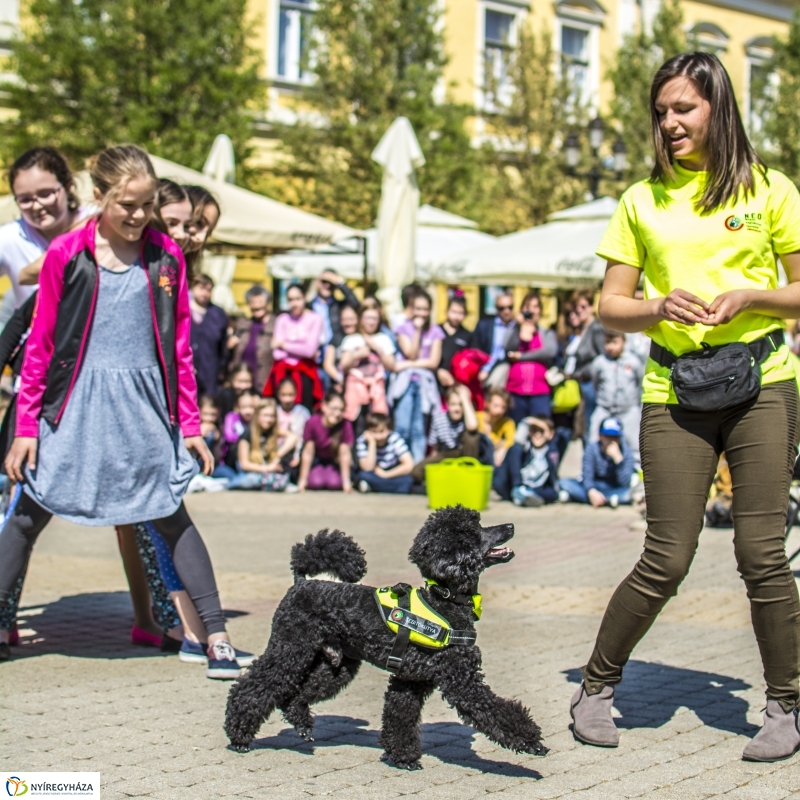 NEO Magyar Segítőkutya Egyesület bemutatója