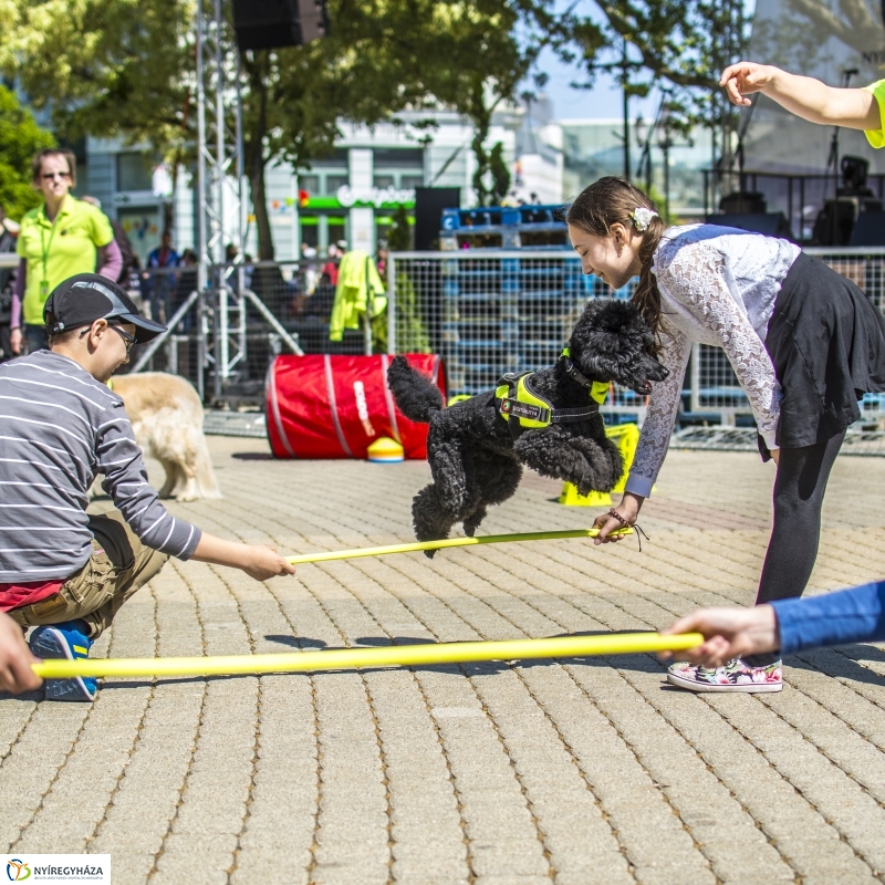 NEO Magyar Segítőkutya Egyesület bemutatója