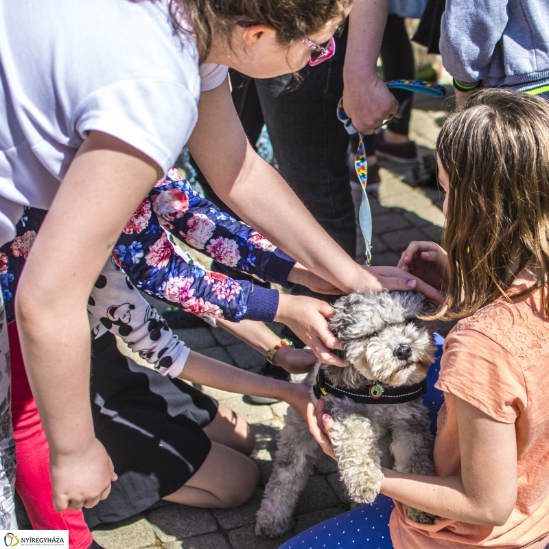 NEO Magyar Segítőkutya Egyesület bemutatója