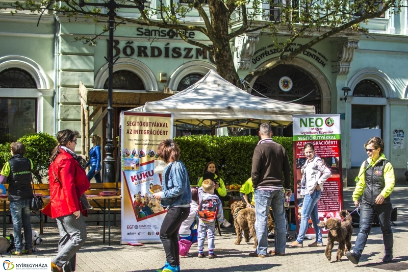 NEO Magyar Segítőkutya Egyesület bemutatója