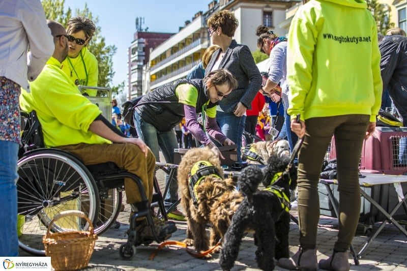 NEO Magyar Segítőkutya Egyesület bemutatója