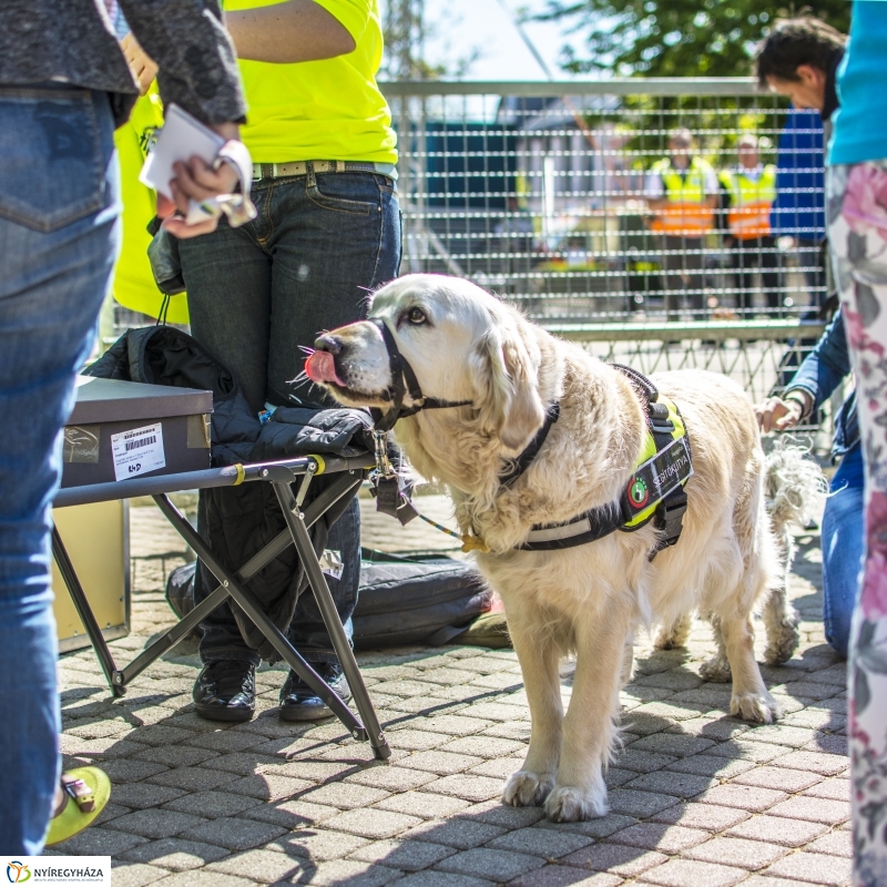 NEO Magyar Segítőkutya Egyesület bemutatója