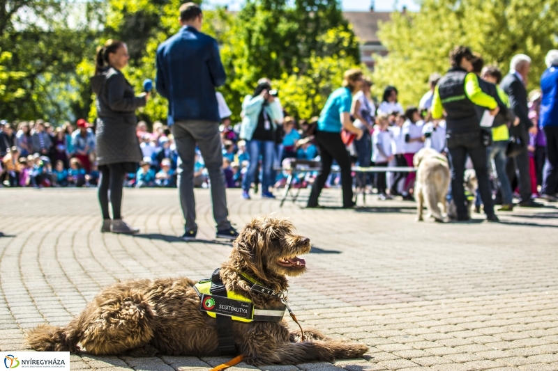 NEO Magyar Segítőkutya Egyesület bemutatója