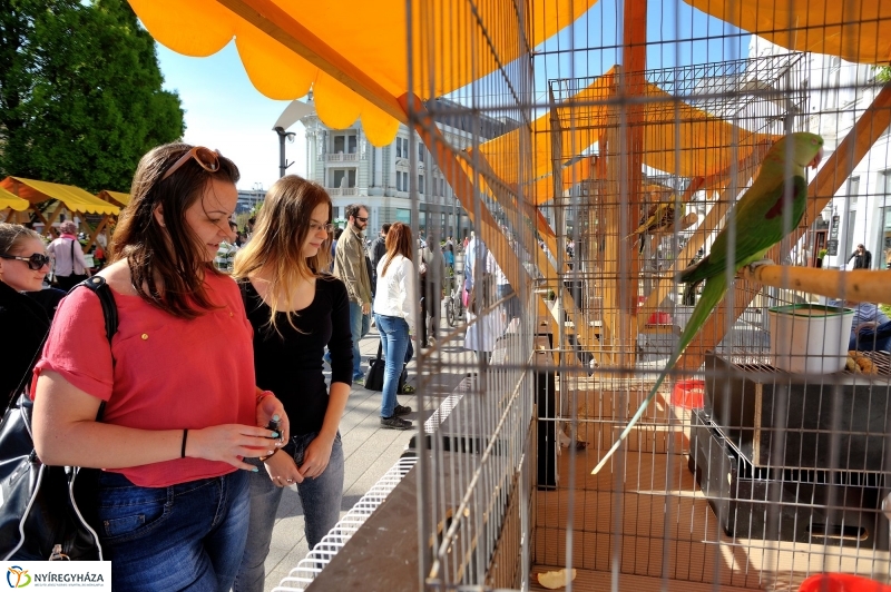 Helló Nyíregyháza Tavasz utca