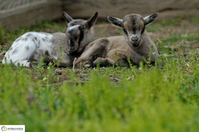 Falusi Majális sajtótájékoztató