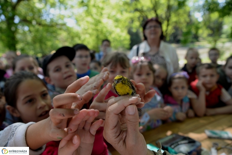 Madarak és fák napja a Botanikus kertben