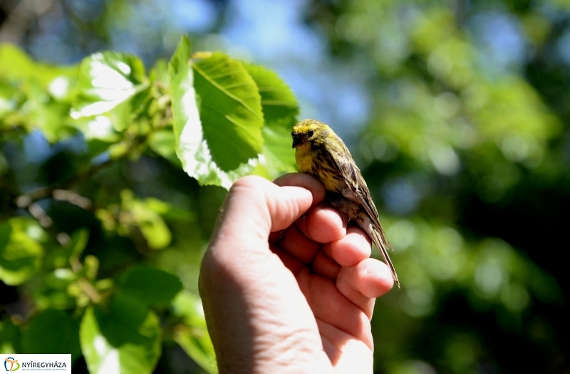 Madarak és fák napja a Botanikus kertben