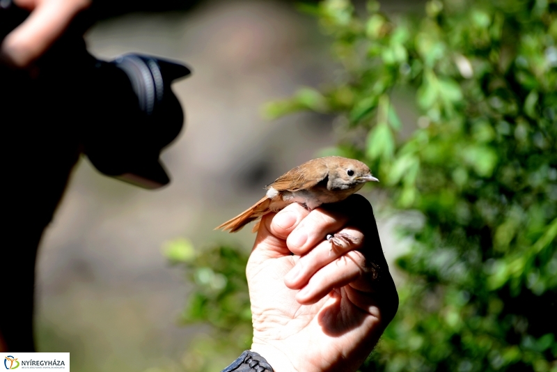 Madarak és fák napja a Botanikus kertben