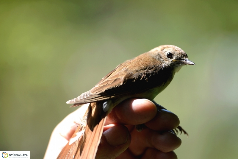 Madarak és fák napja a Botanikus kertben