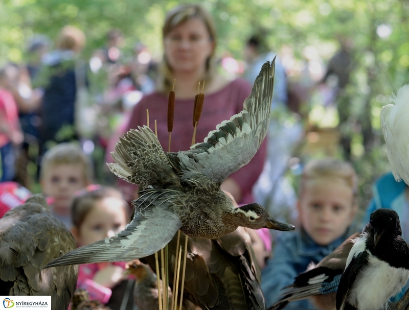Madarak és fák napja a Botanikus kertben