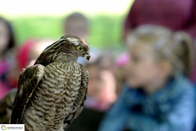 Madarak és fák napja a Botanikus kertben