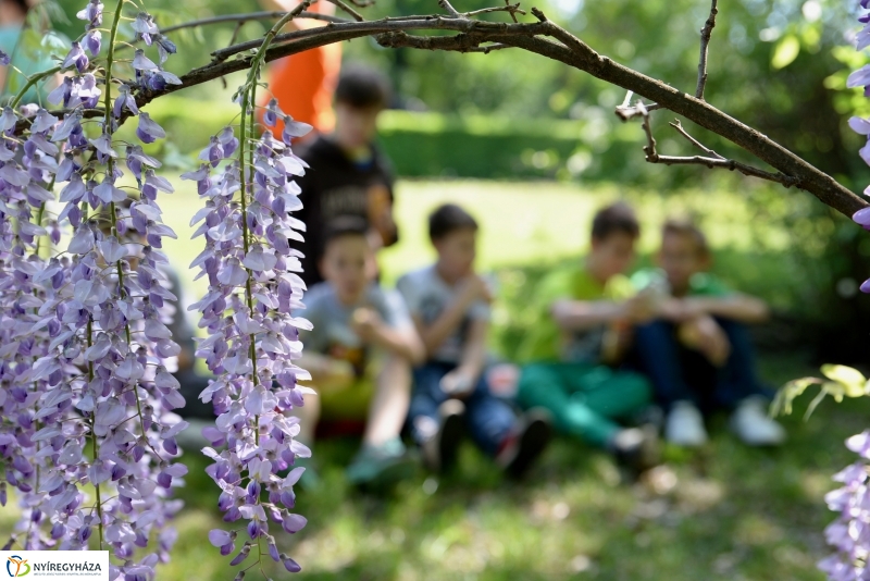 Madarak és fák napja a Botanikus kertben