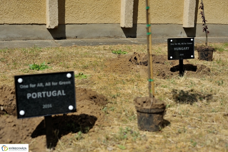 Faültetés a Sipkayban