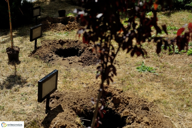 Faültetés a Sipkayban