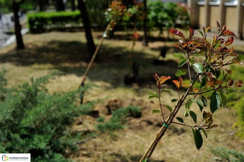 Faültetés a Sipkayban