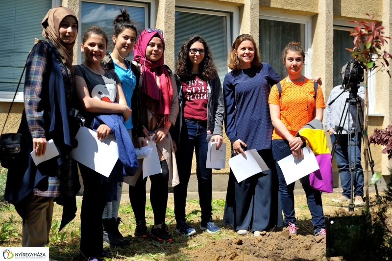 Faültetés a Sipkayban