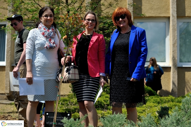 Faültetés a Sipkayban