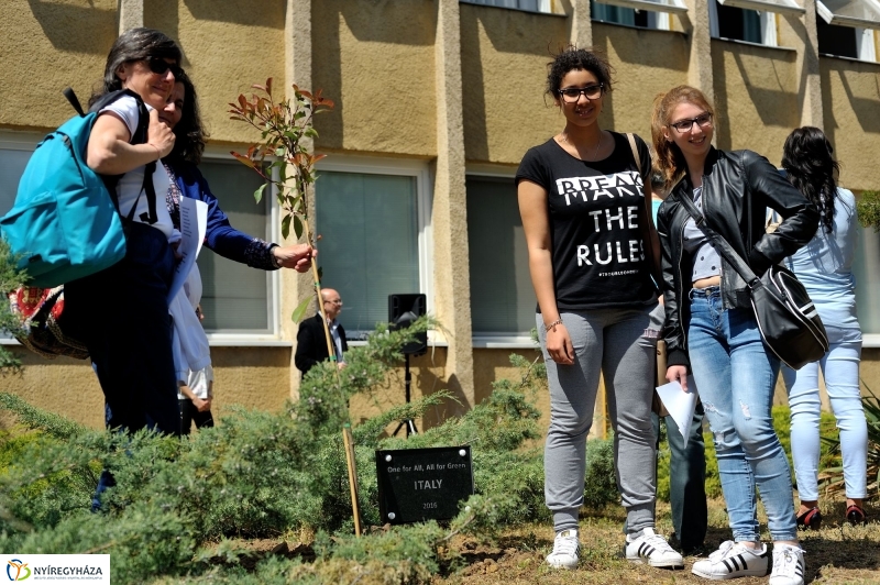 Faültetés a Sipkayban