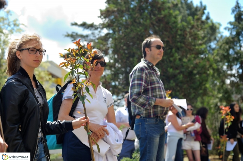 Faültetés a Sipkayban