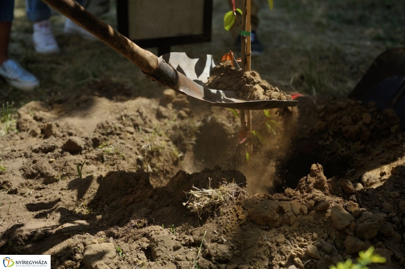 Faültetés a Sipkayban