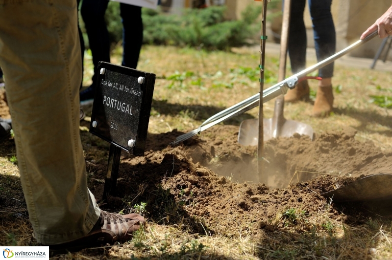 Faültetés a Sipkayban