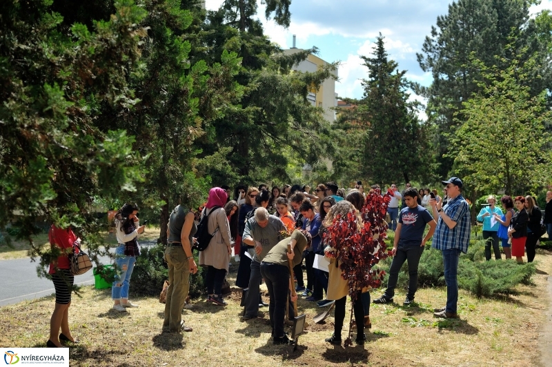 Faültetés a Sipkayban