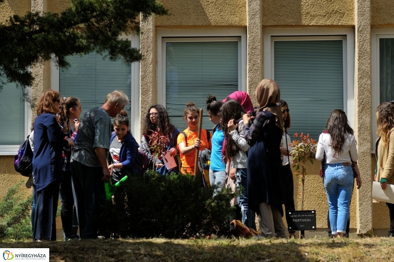 Faültetés a Sipkayban