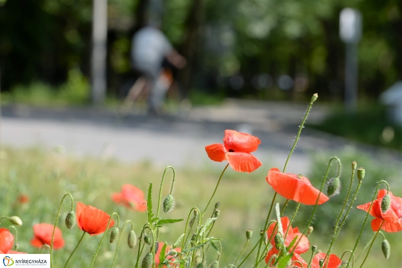 Végre itt a nyár a Sóstón is!