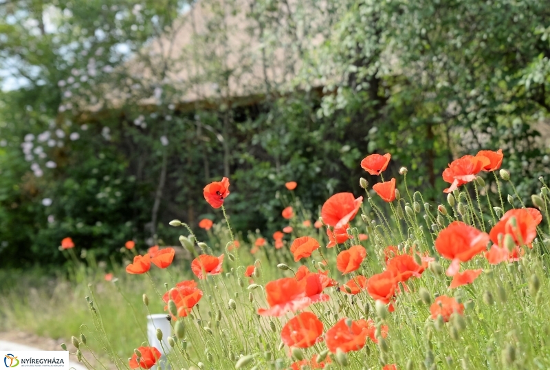 Végre itt a nyár a Sóstón is!