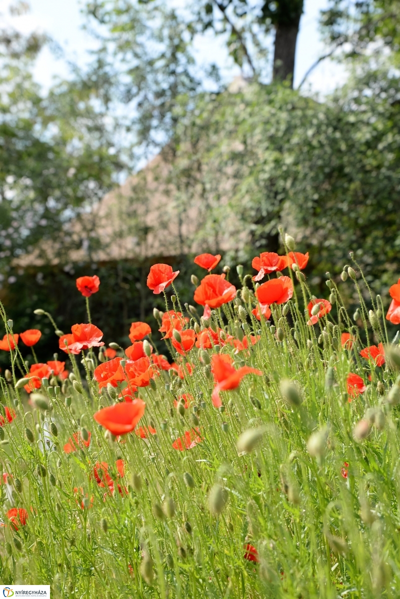 Végre itt a nyár a Sóstón is!