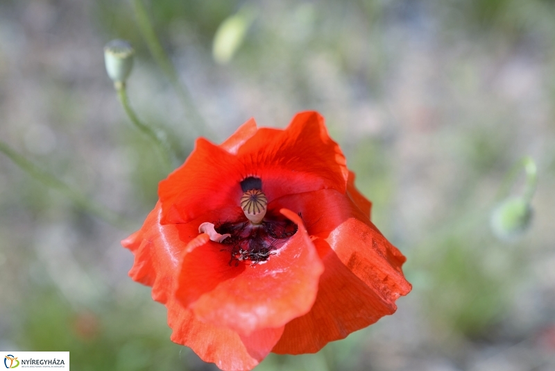 Végre itt a nyár a Sóstón is!