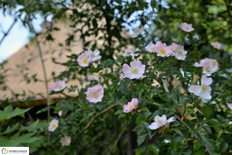 Végre itt a nyár a Sóstón is!