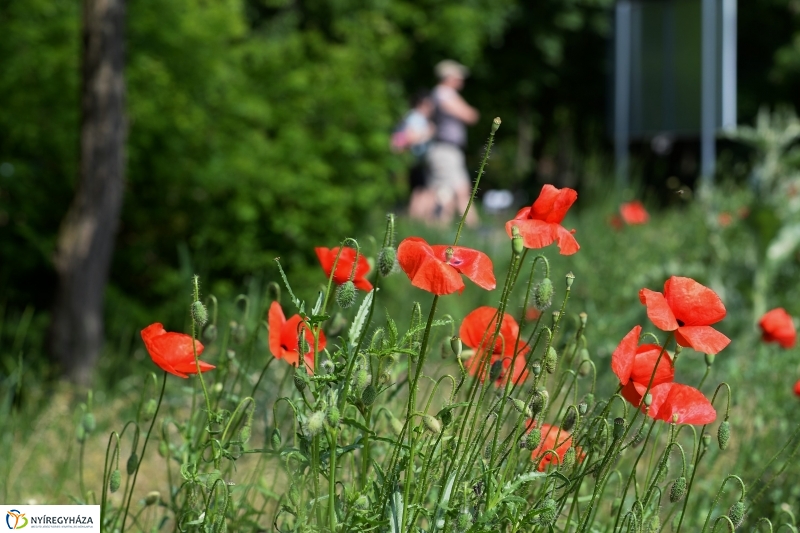 Végre itt a nyár a Sóstón is!