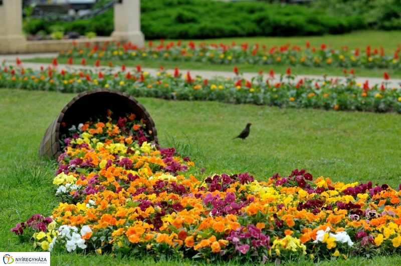 Virágosítás Nyíregyházán