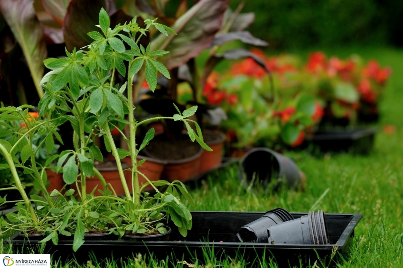 Virágosítás Nyíregyházán