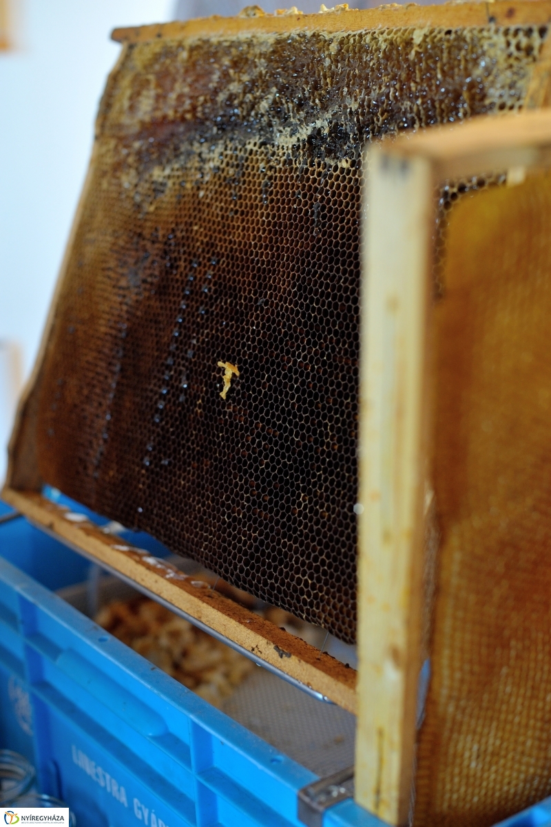 Gyereknap a Múzeumfaluban