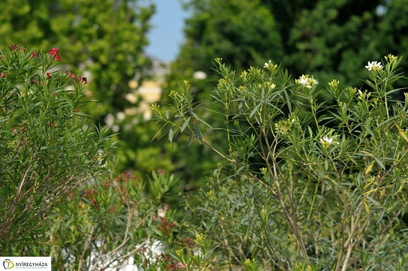 Leanderek a belvárosban