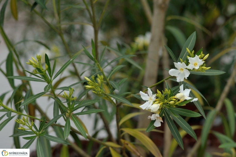 Leanderek a belvárosban